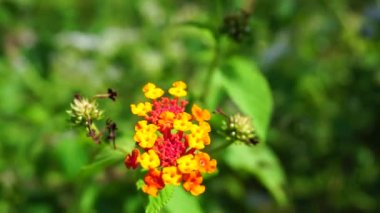 Lantana camara (tahi ayam, sailara, tembelekan, lantana, big sage, wild sage, red sage, white sage, tick berry, West Indian lantana, umbelanterna).