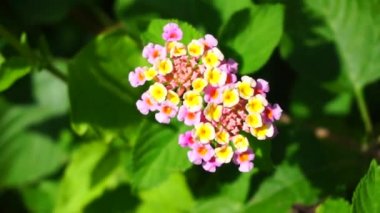 Lantana camara (tahi ayam, sailara, tembelekan, lantana, big sage, wild sage, red sage, white sage, tick berry, West Indian lantana, umbelanterna).