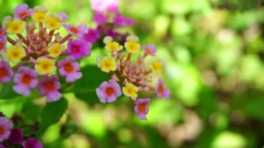Lantana camara (tahi ayam, sailara, tembelekan, lantana, big sage, wild sage, red sage, white sage, tick berry, West Indian lantana, umbelanterna).