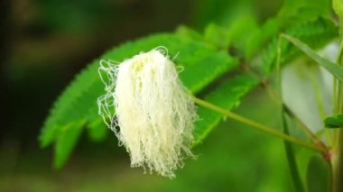 Doğal arkaplanı olan İran ipeği ağacı çiçeği