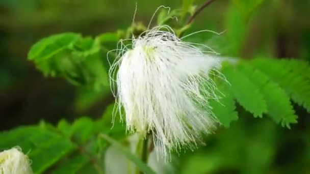 Fleur Arbre Soie Persane Avec Fond Naturel — Video