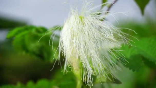 Perski Kwiat Jedwabiu Naturalnym Tłem — Wideo stockowe