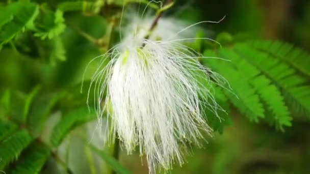 天然の背景を持つペルシャシルクの木の花 — ストック動画