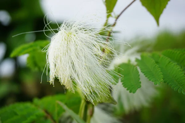 Fleur Arbre Soie Persane Avec Fond Naturel — Photo