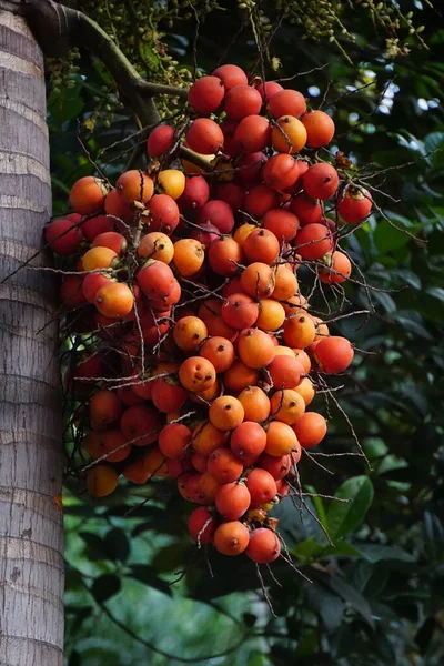 Palmera Con Fondo Natural Esto También Usó Como Medicina Herbal —  Fotos de Stock