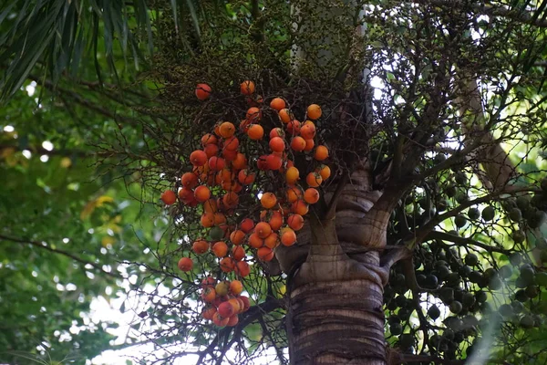 Fruit Palmier Avec Fond Naturel Cela Également Utilisé Comme Phytothérapie — Photo