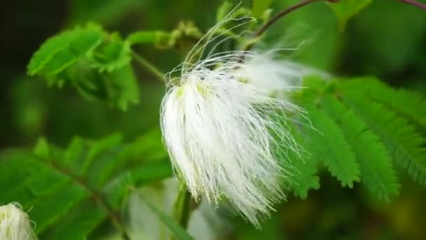 Perski Kwiat Jedwabiu Naturalnym Tłem — Wideo stockowe