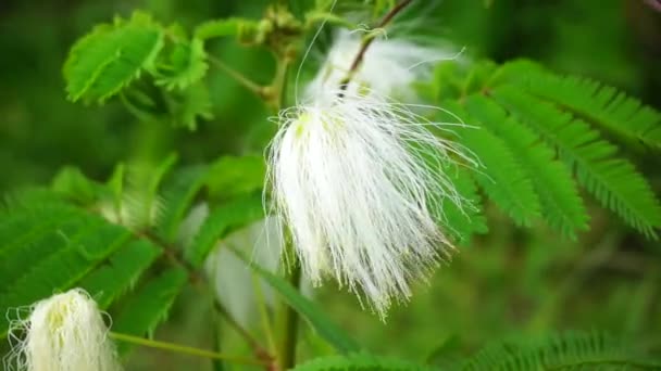天然の背景を持つペルシャシルクの木の花 — ストック動画