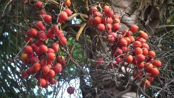 Palmboom Fruit Met Een Natuurlijke Achtergrond Dit Gebruikte Het Ook — Stockvideo