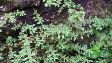 Pilea microphylla (ayrıca rockweed, top fabrikası, barut fabrikası, brilhantina, Frescura, Urticaceae, Artillery Fern olarak da bilinir) doğal bir geçmişe sahiptir.