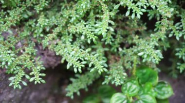 Pilea microphylla (ayrıca rockweed, top fabrikası, barut fabrikası, brilhantina, Frescura, Urticaceae, Artillery Fern olarak da bilinir) doğal bir geçmişe sahiptir.
