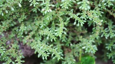 Pilea microphylla (ayrıca rockweed, top fabrikası, barut fabrikası, brilhantina, Frescura, Urticaceae, Artillery Fern olarak da bilinir) doğal bir geçmişe sahiptir.