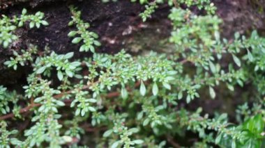Pilea microphylla (ayrıca rockweed, top fabrikası, barut fabrikası, brilhantina, Frescura, Urticaceae, Artillery Fern olarak da bilinir) doğal bir geçmişe sahiptir.