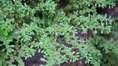 Pilea microphylla (ayrıca rockweed, top fabrikası, barut fabrikası, brilhantina, Frescura, Urticaceae, Artillery Fern olarak da bilinir) doğal bir geçmişe sahiptir.
