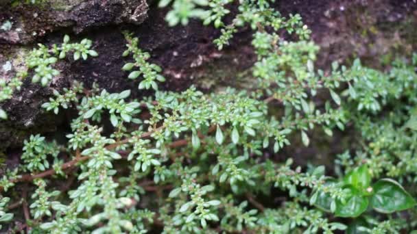 Pilea Microphylla Zwany Również Rockweed Zakład Artyleryjski Proch Strzelniczy Brilhantina — Wideo stockowe