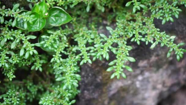 Pilea Microphylla También Llamada Rockweed Planta Artillería Planta Pólvora Brilhantina — Vídeo de stock