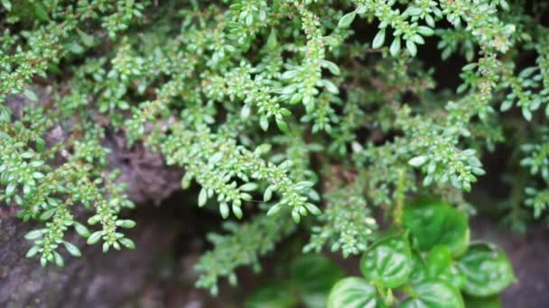 Pilea Microphylla Zwany Również Rockweed Zakład Artyleryjski Proch Strzelniczy Brilhantina — Wideo stockowe