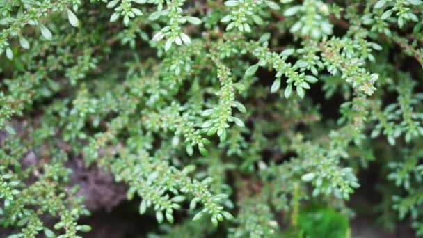 Pilea Microphylla También Llamada Rockweed Planta Artillería Planta Pólvora Brilhantina — Vídeos de Stock