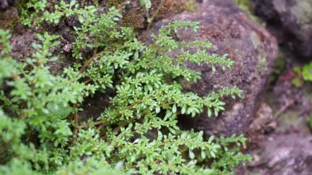 Pilea Microphylla Zwany Również Rockweed Zakład Artyleryjski Proch Strzelniczy Brilhantina — Wideo stockowe