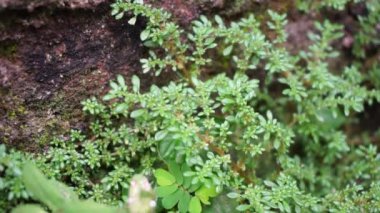 Pilea microphylla (ayrıca rockweed, top fabrikası, barut fabrikası, brilhantina, Frescura, Urticaceae, Artillery Fern olarak da bilinir) doğal bir geçmişe sahiptir.