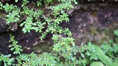 Pilea microphylla (ayrıca rockweed, top fabrikası, barut fabrikası, brilhantina, Frescura, Urticaceae, Artillery Fern olarak da bilinir) doğal bir geçmişe sahiptir.