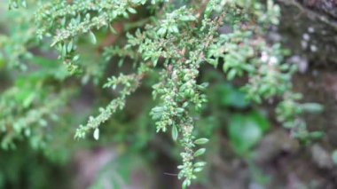 Pilea microphylla (ayrıca rockweed, top fabrikası, barut fabrikası, brilhantina, Frescura, Urticaceae, Artillery Fern olarak da bilinir) doğal bir geçmişe sahiptir.