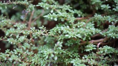 Pilea microphylla (ayrıca rockweed, top fabrikası, barut fabrikası, brilhantina, Frescura, Urticaceae, Artillery Fern olarak da bilinir) doğal bir geçmişe sahiptir.