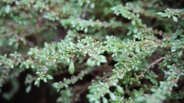 Pilea microphylla (ayrıca rockweed, top fabrikası, barut fabrikası, brilhantina, Frescura, Urticaceae, Artillery Fern olarak da bilinir) doğal bir geçmişe sahiptir.