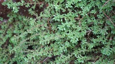 Pilea microphylla (ayrıca rockweed, top fabrikası, barut fabrikası, brilhantina, Frescura, Urticaceae, Artillery Fern olarak da bilinir) doğal bir geçmişe sahiptir.