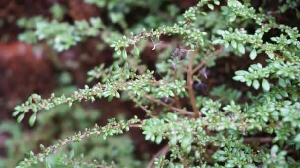 Pilea Microphylla Zwany Również Rockweed Zakład Artyleryjski Proch Strzelniczy Brilhantina — Wideo stockowe