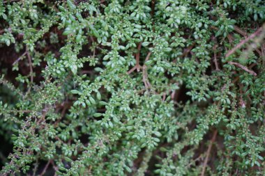 Pilea microphylla (ayrıca rockweed, top fabrikası, barut fabrikası, brilhantina, Frescura, Urticaceae, Artillery Fern olarak da bilinir) doğal bir geçmişe sahiptir.
