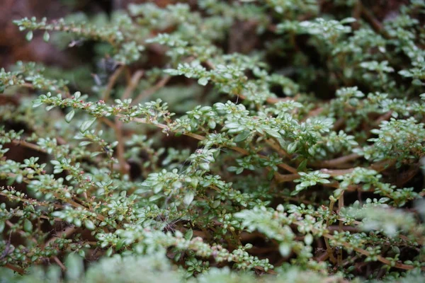 Pilea Microphylla Também Chamado Rockweed Planta Artilharia Planta Pólvora Arma — Fotografia de Stock