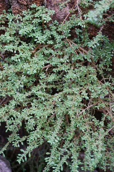 Pilea Microphylla También Llamada Rockweed Planta Artillería Planta Pólvora Brilhantina — Foto de Stock