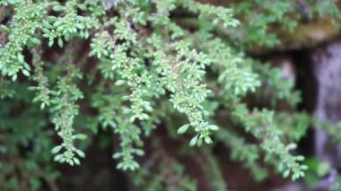 Pilea microphylla (ayrıca rockweed, top fabrikası, barut fabrikası, brilhantina, Frescura, Urticaceae, Artillery Fern olarak da bilinir) doğal bir geçmişe sahiptir.
