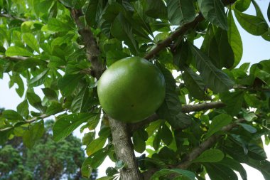 Doğal bir geçmişi olan Crescentia cujete meyvesi. Calabash ağacı da denir.