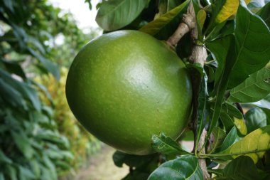 Doğal bir geçmişi olan Crescentia cujete meyvesi. Calabash ağacı da denir.