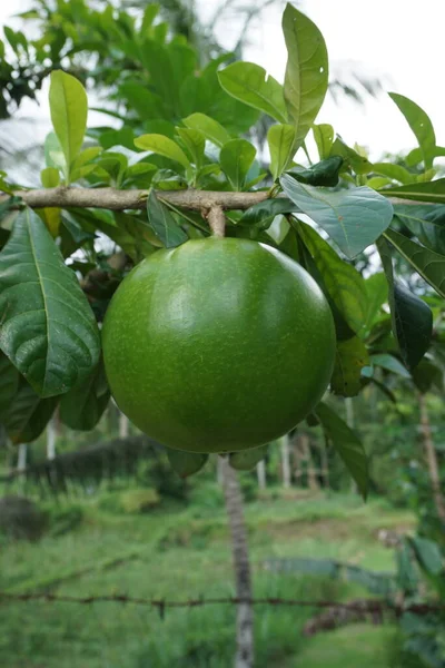 Crescentia Fruta Cujete Con Fondo Natural También Llama Árbol Calabash —  Fotos de Stock