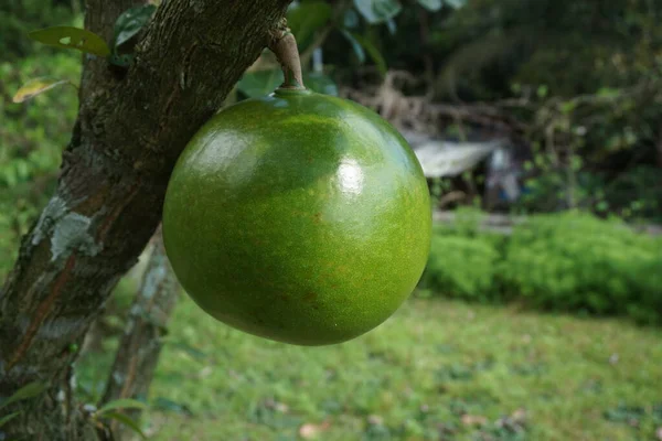 Crescentia Cujete Frucht Mit Natürlichem Hintergrund Auch Calabash Baum Genannt — Stockfoto