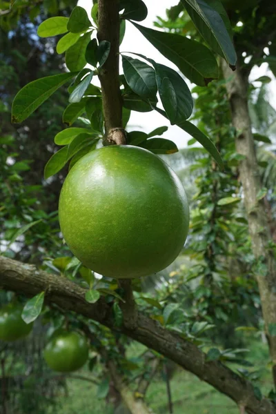 Doğal Bir Geçmişi Olan Crescentia Cujete Meyvesi Calabash Ağacı Denir — Stok fotoğraf