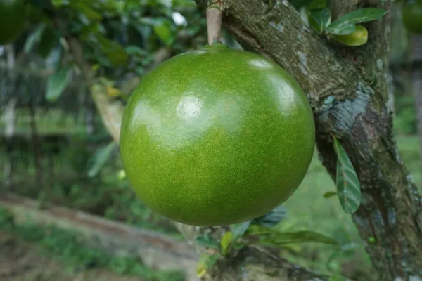 Crescentia Cujete Fruit Avec Fond Naturel Aussi Appelé Arbre Calabash — Photo