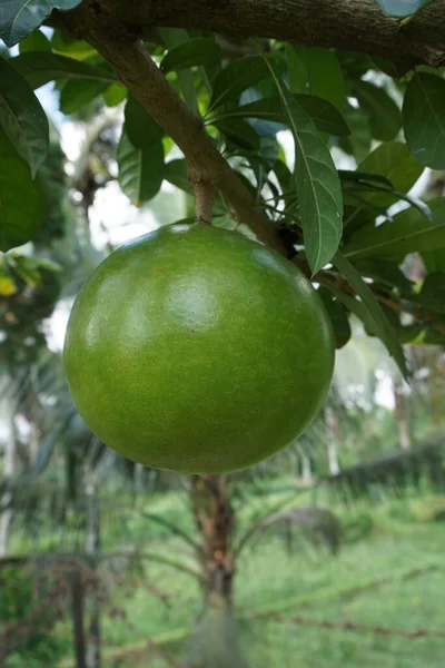 Crescentia Cujete Fruit Avec Fond Naturel Aussi Appelé Arbre Calabash — Photo