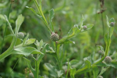 Doğal bir geçmişi olan kasımpatı balsamita. Ağrı ve krampları dindirmek için geleneksel ilaç.