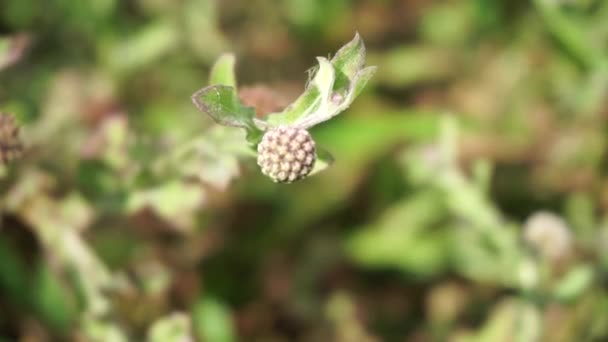 Chrysanthemum Balsamita Φυσικό Υπόβαθρο Παραδοσιακή Ιατρική Για Την Ανακούφιση Του — Αρχείο Βίντεο