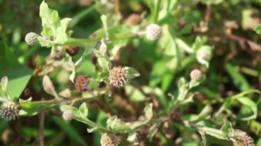 Doğal bir geçmişi olan kasımpatı balsamita. Ağrı ve krampları dindirmek için geleneksel ilaç.
