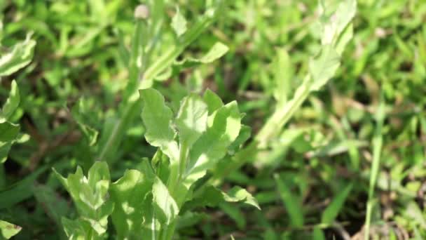 Chrysanthème Balsamita Avec Fond Naturel Médecine Traditionnelle Pour Soulager Douleur — Video