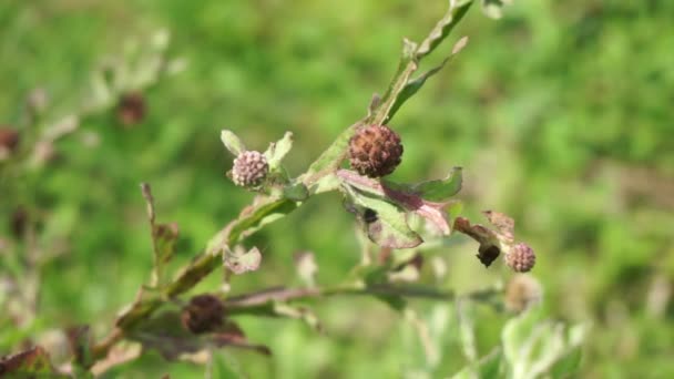 Krizantém Balsamita Természetes Háttérrel Hagyományos Orvoslás Fájdalom Görcsök Enyhítésére — Stock videók