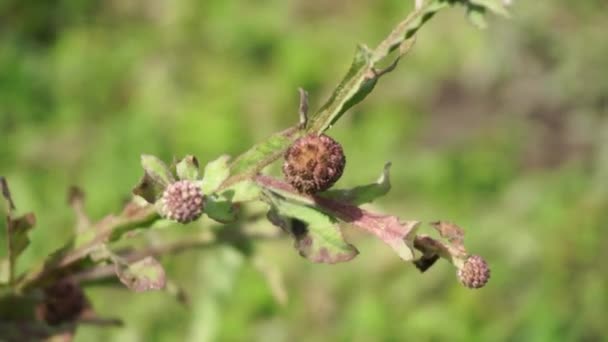 Chrysanthème Balsamita Avec Fond Naturel Médecine Traditionnelle Pour Soulager Douleur — Video