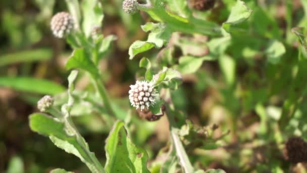 Chrysanthemum Balsamita Med Naturlig Bakgrund Traditionell Medicin För Att Lindra — Stockvideo