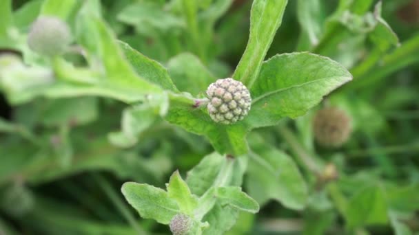 Chrysanthème Balsamita Avec Fond Naturel Médecine Traditionnelle Pour Soulager Douleur — Video