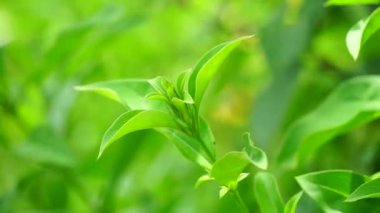 Barleria prionitis (Barleria prionitis, Prionitis hystrix, bunga landak, jarong, kembang, landep, landep, landhep). Geleneksel tıpta boğmaca ve tüberküloz tedavisinde kullanılır..